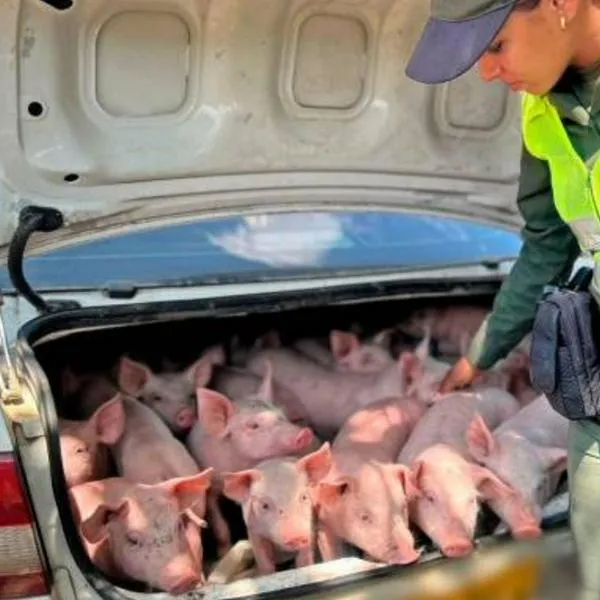 Ladrones robaron 20 cerdos en Antioquia y policía los encontró en baúl de carro