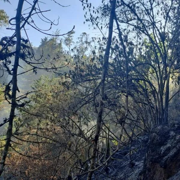 Hombre de la tercera edad murió calcinado por la ola de incendios forestales, ¿dónde fue?