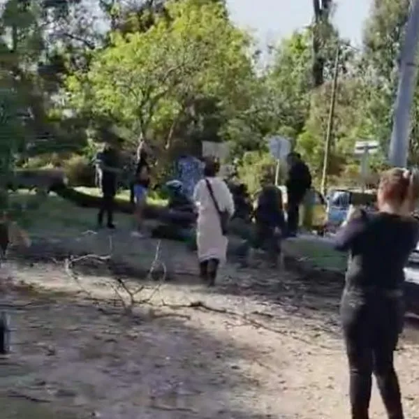 Momento en el que un árbol cae sobre un grupo de personas en la Circunvalar de Bogotá mientras veían el incendio en el cerro
