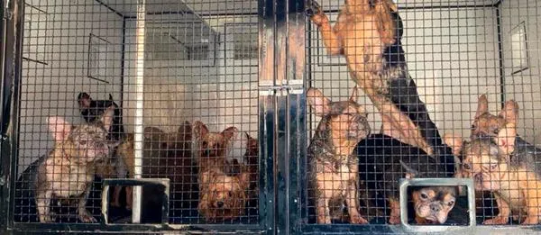 EN VIDEO: Rescatan a 55 perritos de un criadero clandestino y en precarias condiciones en la comuna 13