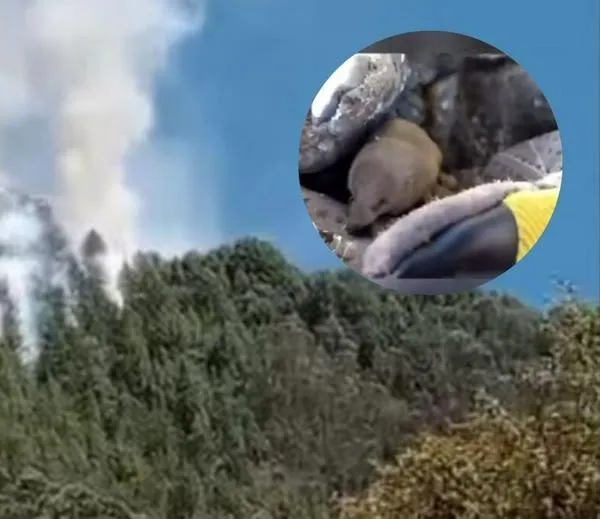 Policia ambiental rescata topo en medio de incendios que se viven en Colombia