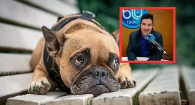 Néstor Morales y Felipe Zuleta donaron 800.000 pesos a dueño de fundación de perros en Bogotá afectado por incendios forestales. 
