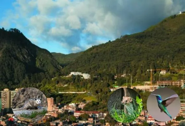 Además de los búhos, ¿qué otros animales viven en los cerros de Bogotá?