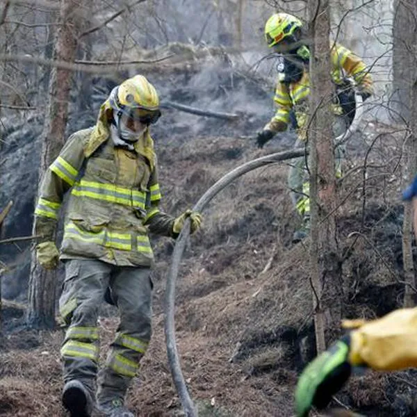 Bomberos de Bogotá dicen cómo ayudar a los animales durante los incendios forestales.