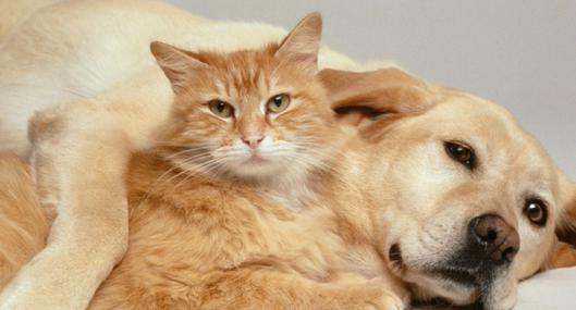 Cómo evitar un golpe de calor en los perros y los gatos: detallan síntomas