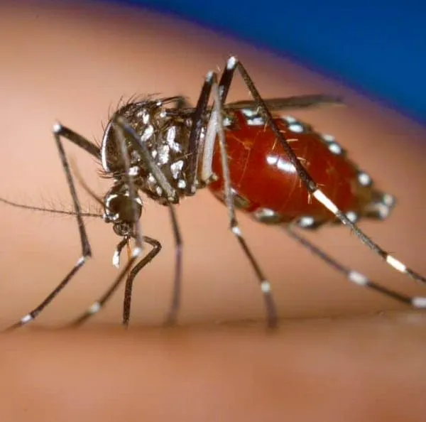 Alerta por dengue en Cali: Los casos van en aumento en la última semana