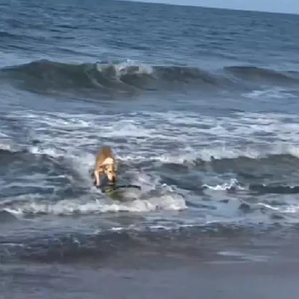 Captan a perro surfeando como todo un profesional en playas de La Guajira