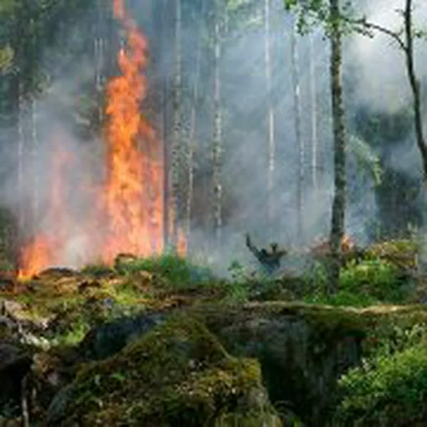 Incendios forestales podrían acabar con la humanidad: calidad de aire, la causa