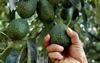 2023, histórico para la exportación de Aguacate Hass