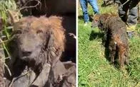Bomberos rescatan a perrito atrapado en canal de agua residual en Bogotá y que temblaba de frío