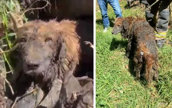 Bomberos rescatan a perrito atrapado en canal de agua residual en Bogotá y que temblaba de frío