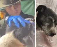 Cora, perrita perdida en cerro El Cable, apareció luego de 5 días: un chip fue clave para hallarla