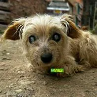 La perrita ciega fue abandonada en el barrio Calderitas; era incapaz de caminar debido al dolor en sus patas; se encontraba sola y en mal estado.