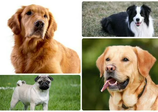 ¿Cuáles son las razas de perros que viven más años? La ciencia tiene una respuesta