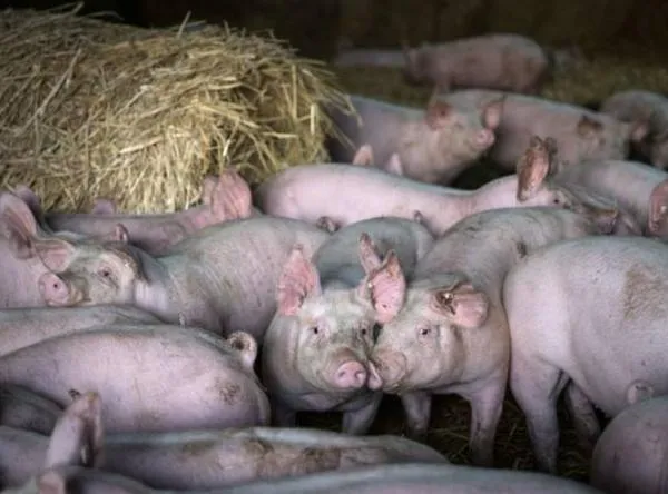 Ladrones se robaron 61 cerdos en Valle, pero los muy "sucios" no se salieron con la suya