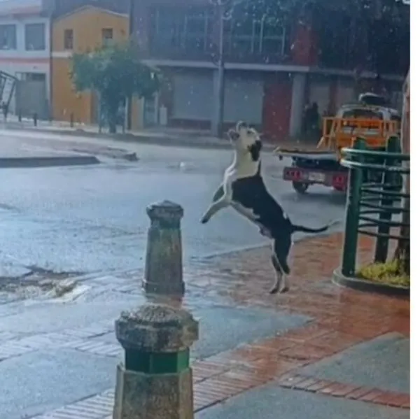 Video de un perro que celebra las lluvias en Bogotá conquista las redes sociales