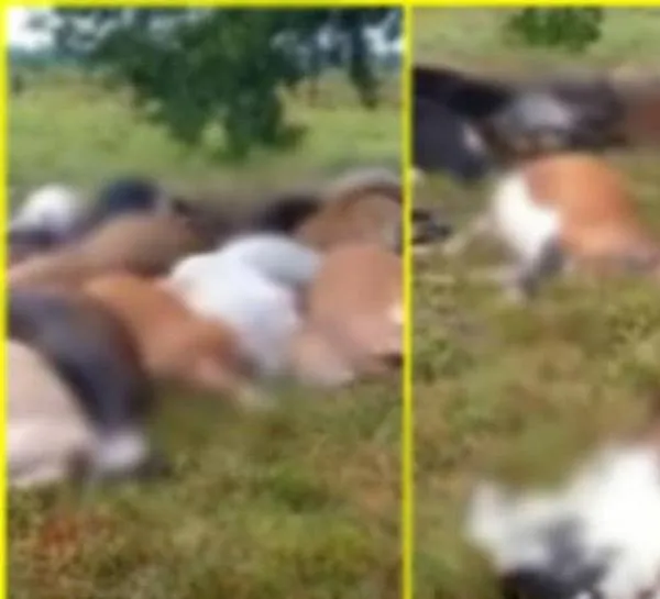 Rayó mató a más de 30 vacas que se refugiaban debajo de un árbol, ocurrió en el Caguán