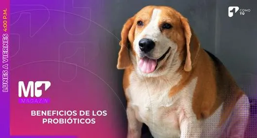 Perros bajan de peso con ayuda de probióticos, según investigación