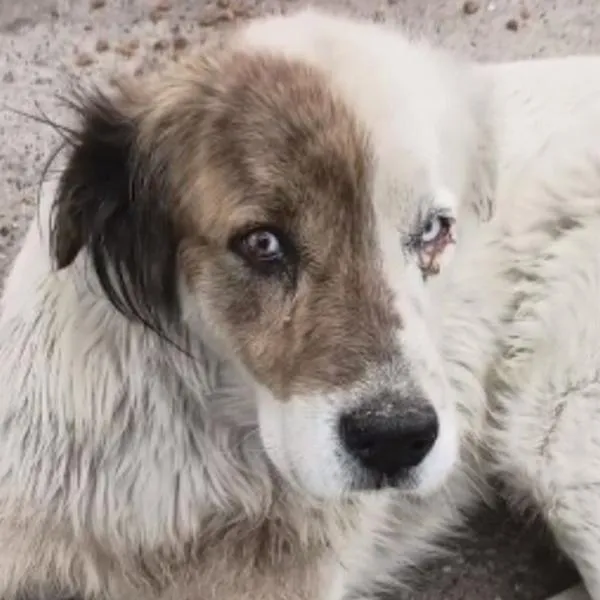 Rescataron a Sócrates, el perro que fue víctima de un horrible maltrato en Bogotá
