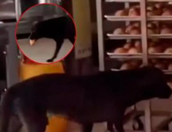 Perro fue captado robando en una panadería en Bogotá: video se volvió viral