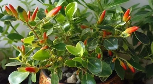 El significado de que la planta pescadito florezca