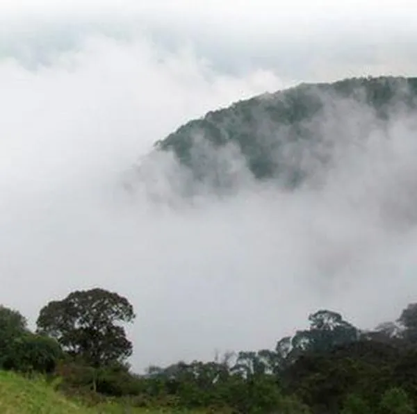 Denuncian que bosque de niebla en Soacha estaría en riesgo por proyectos de energía
