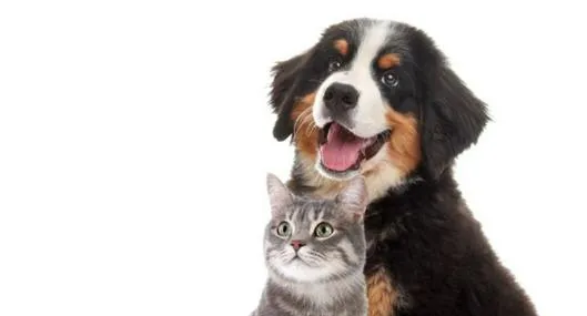 Los gatos y los perros pueden convivir juntos: estudio de Advance lo respondió