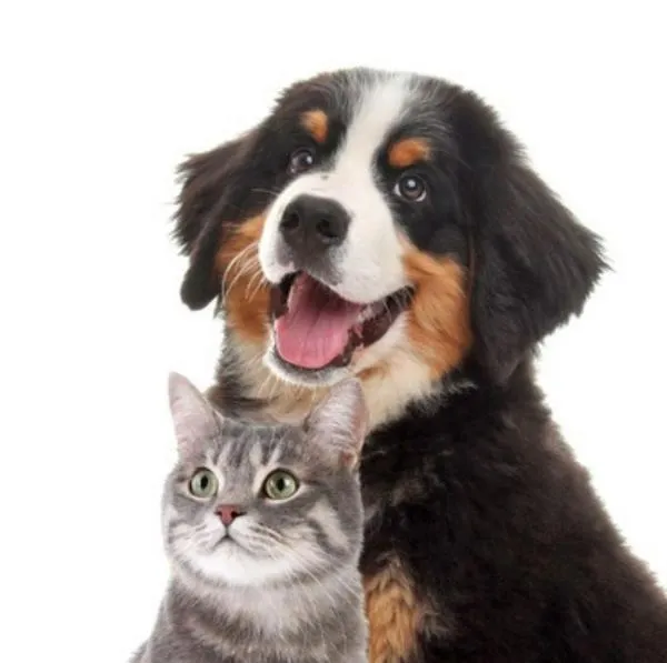Los gatos y los perros pueden convivir juntos: estudio de Advance lo respondió