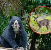 Imagen de oso de anteojos y de venado de cola blanca por nota sobre lugares para avistarlos cerca a Bogotá.