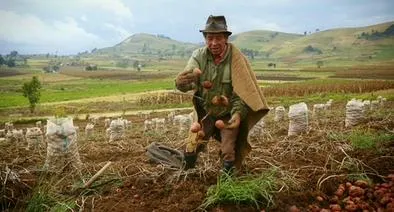 Propuesta para disminuir precios de alimentos y dar rentabilidad a campesinos