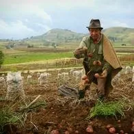 Propuesta para disminuir precios de alimentos y dar rentabilidad a campesinos