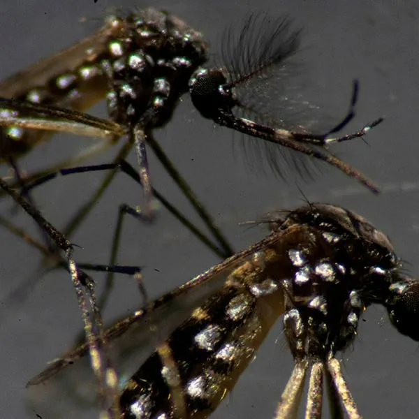Variante de dengue que tiene en alerta a Brasil y Perú ya está en Colombia