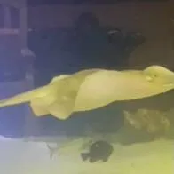 ¡Increíble! Una mantarraya quedó embarazada sin un macho; un tiburón sería el sospechoso