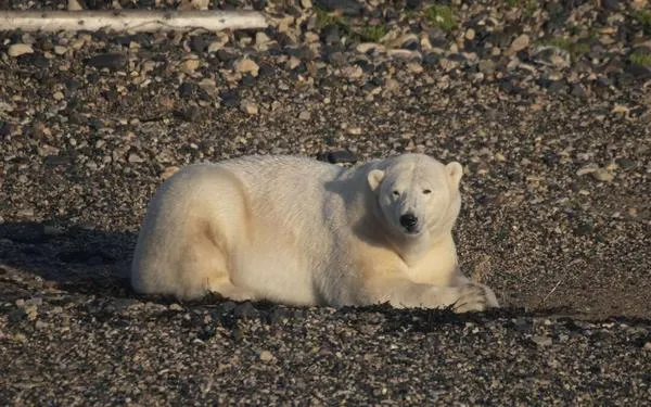 Por crisis climática, osos polares estarían perdiendo hasta un kilo diario