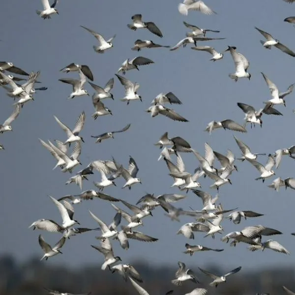 Avianca solicita con urgencia controlar las aves en aeropuertos tras incidente en Barranquilla