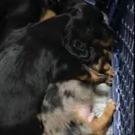 Perrito calma con un tierno abrazo a su hermanito que tiene pesadillas