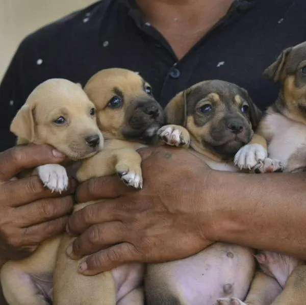 En Cartagena lanzan iniciativa para combatir el abandono de perros y gatos