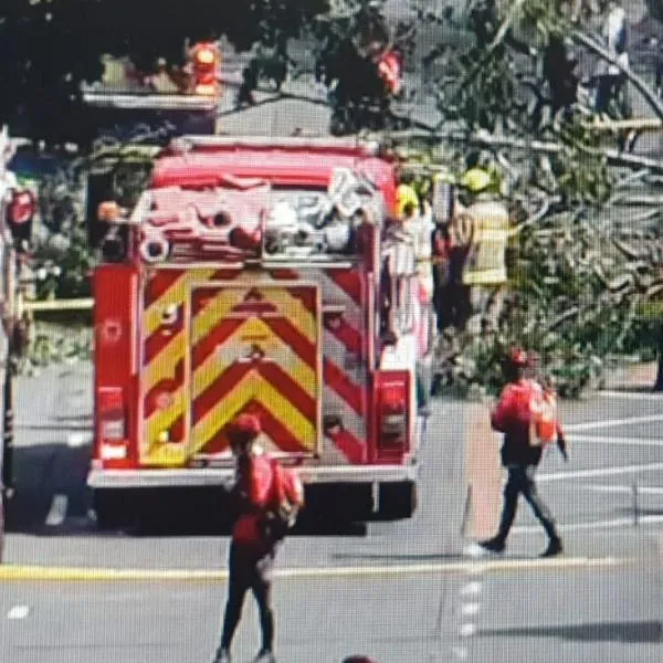 Un árbol le cayó encima a una mujer durante la ciclovía en Bogotá