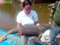 En video | Encontraron a un manatí bebé muerto en las aguas de un caño de Barrancabermeja