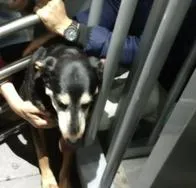 Mascota quedó atrapada en torniquetes de Transmilenio y casi no la salvan