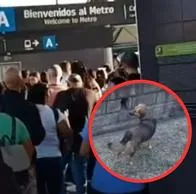 Perro se metió a las vías del Metro de Medellín y causó retrasos en la operación