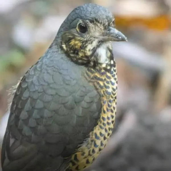Nueva especie de ave fue descubierta en la Sierra Nevada de Santa Marta