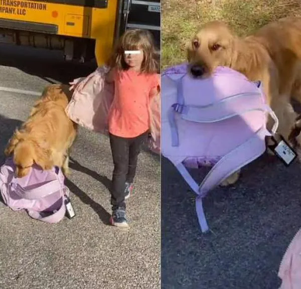 ¡Qué tierno! Perrito recoge a niña y carga su maleta del colegio: es sensación en redes  
