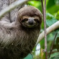 Oso perezoso como el fue encontrado en el costal de un hombre en terribles condiciones.