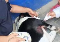 Denuncian a policía por dispararle a un perro en Bogotá, ¿qué dice la institución?