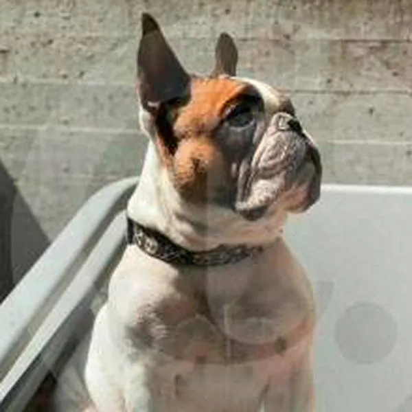 ¡Que no le pase! Pepper, el bulldog francés que murió por golpe de calor en Medellín; ojo a las alertas que compartió su dueño