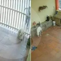 Perra murió al ser atacada a disparos por un hombre borracho en Boyacá