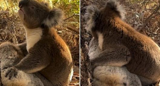 Koala no puede evitar llorar por perder a su compañero