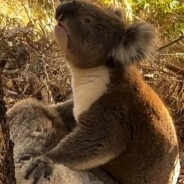 Koala no puede evitar llorar por perder a su compañero