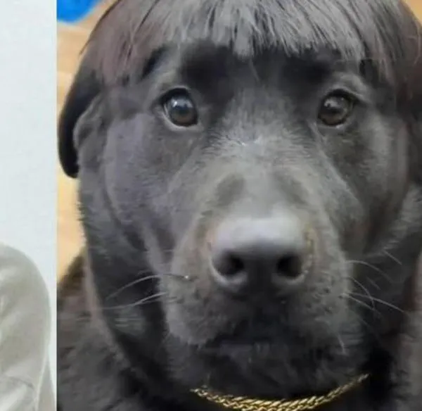 Perro se hizo viral por su parecido a Peso Pluma: le hicieron corte de pelo